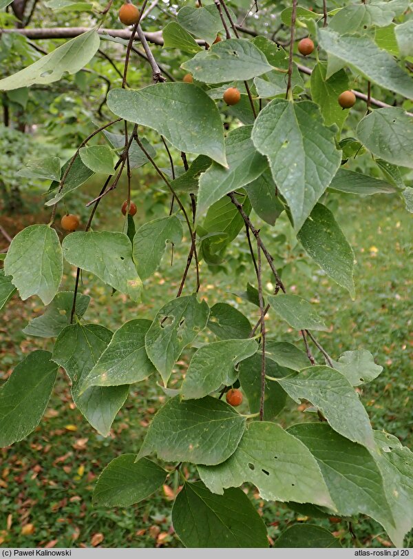 Celtis jessoensis