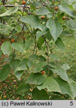 Celtis jessoensis