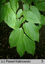 Celtis jessoensis