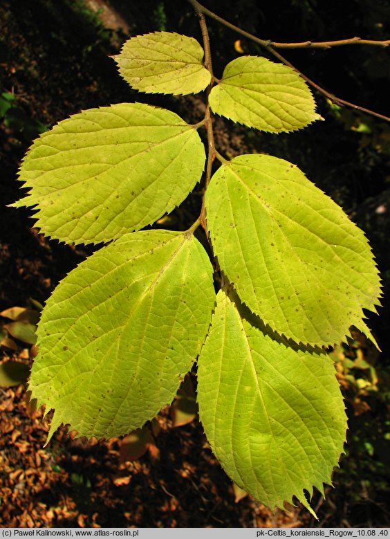 Celtis koraiensis (wiązowiec koreański)