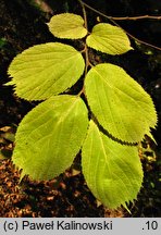 Celtis koraiensis (wiązowiec koreański)