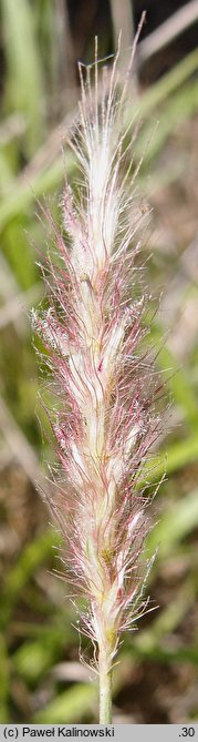 Cenchrus ciliaris (kolczatek orzęsiony)