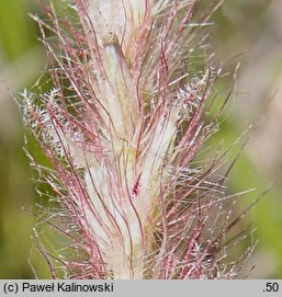 Cenchrus ciliaris (kolczatek orzęsiony)