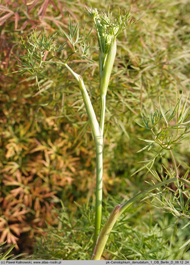 Cenolophium denudatum (wzdęcin Fischera)