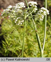 Cenolophium denudatum (wzdęcin Fischera)