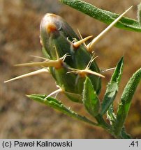 Centaurea calcitrapa (chaber kolący)