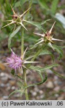 Centaurea calcitrapa (chaber kolący)