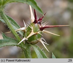 Centaurea calcitrapa (chaber kolący)