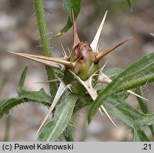 Centaurea calcitrapa (chaber kolący)