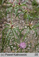 Centaurea calcitrapa (chaber kolący)