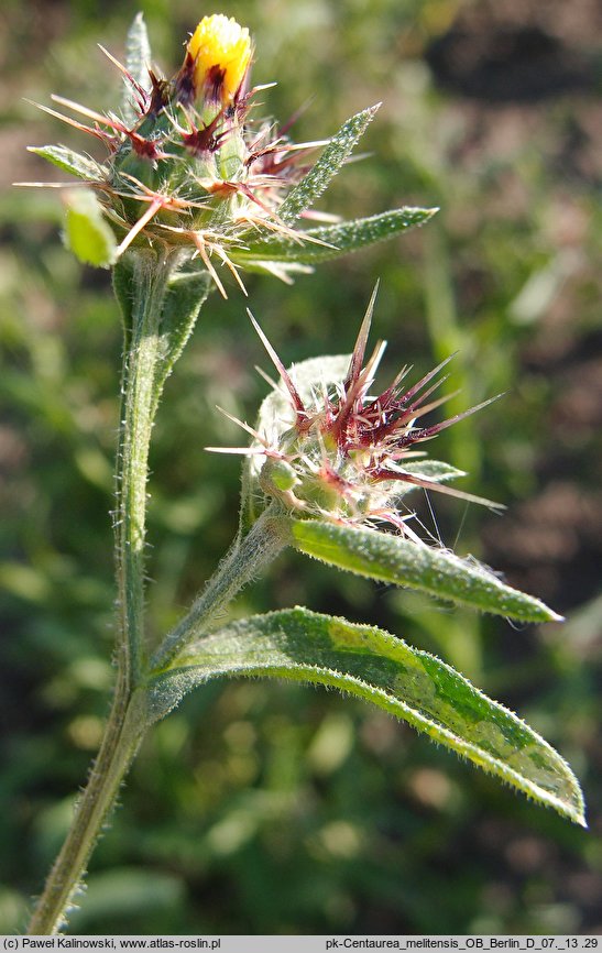 Centaurea melitensis (chaber maltański)