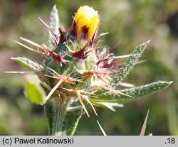 Centaurea melitensis (chaber maltański)