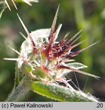 Centaurea melitensis (chaber maltański)