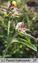 Centaurea melitensis (chaber maltański)