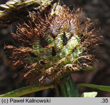 Centaurea nigra (chaber ciemny)