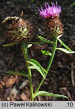 Centaurea nigra (chaber ciemny)