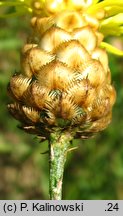 Centaurea orientalis (chaber wschodni)