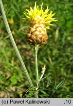 Centaurea orientalis (chaber wschodni)