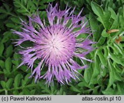 Centaurea pulcherrima (chaber piękny)