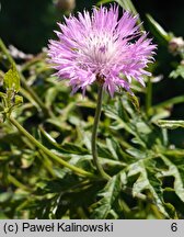 Centaurea pulcherrima (chaber piękny)