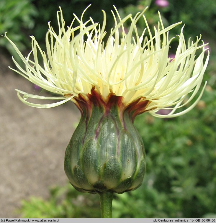 Centaurea ruthenica (chaber ruski)