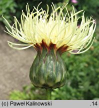 Centaurea ruthenica (chaber ruski)