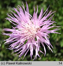 Centaurea simplicicaulis