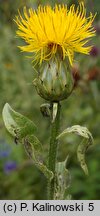 Centaurea thracica