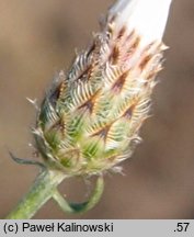 Centaurea varnensis