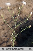 Centaurea varnensis