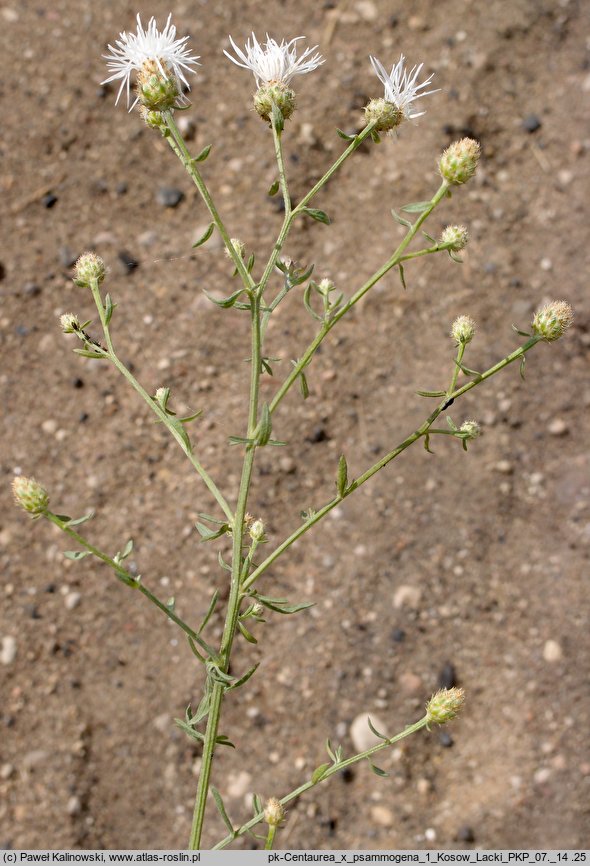 Centaurea varnensis