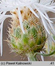 Centaurea varnensis