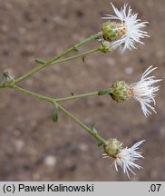 Centaurea varnensis