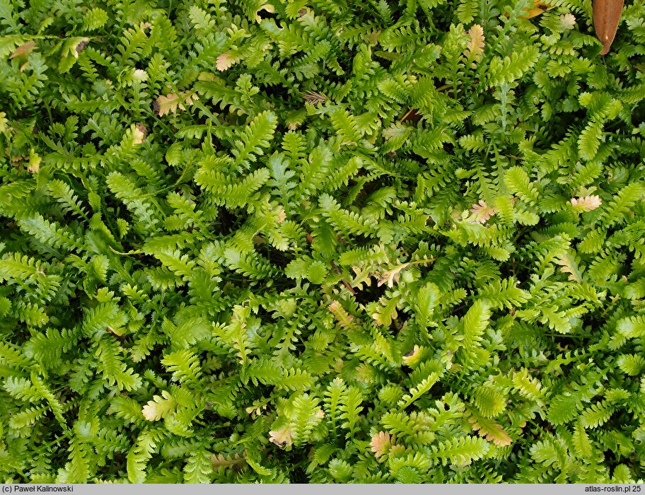 Cotula minima