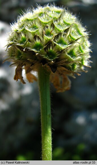 Cephalaria alpina (głowaczek alpejski)