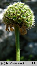 Cephalaria alpina (głowaczek alpejski)