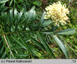 Cephalaria gigantea (głowaczek olbrzymi)