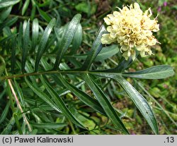 Cephalaria gigantea (głowaczek olbrzymi)