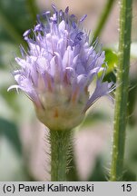 Cephalaria syriaca (głowaczek syryjski)