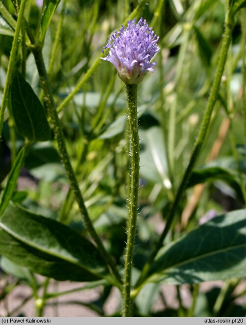 Cephalaria syriaca (głowaczek syryjski)