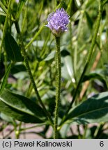 Cephalaria syriaca (głowaczek syryjski)