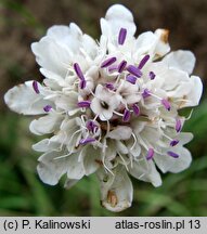 Cephalaria transylvanica