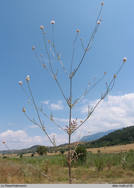 Cephalaria transylvanica