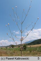 Cephalaria transylvanica