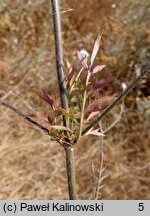 Cephalaria transylvanica