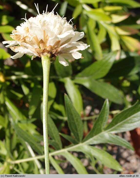 Cephalaria uralensis (głowaczek uralski)