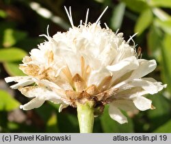 Cephalaria uralensis (głowaczek uralski)