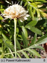 Cephalaria uralensis (głowaczek uralski)