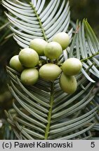 Cephalotaxus harringtonia (głowocis japoński)