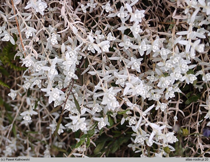 Cerastium candidissimum